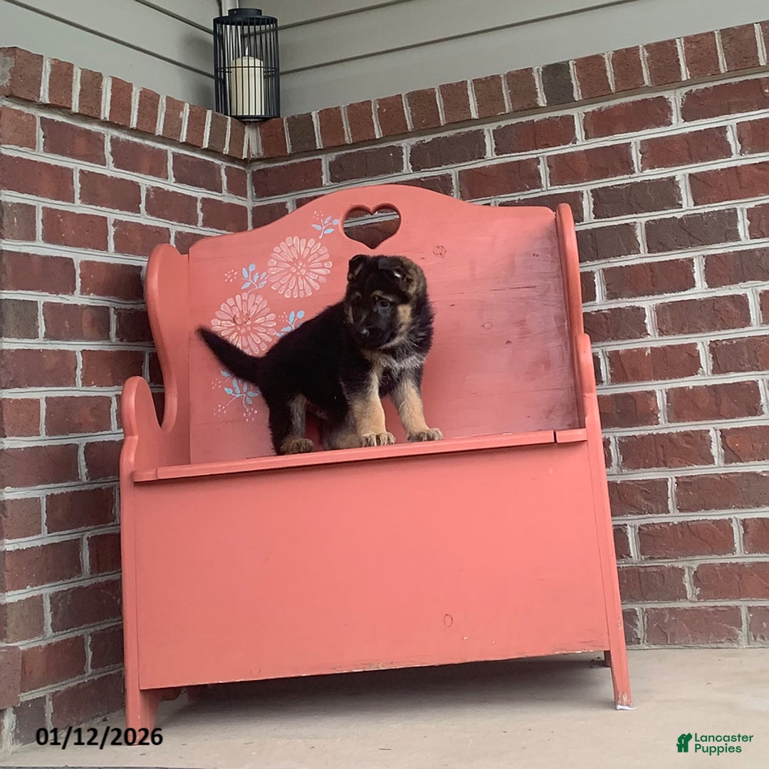 German Shepherd dogs for sale: Sonny - Ad 1