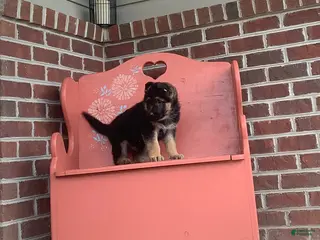 German Shepherd dogs Sonny - Ad 34