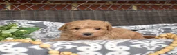 Bichpoo dogs for sale: Cricket - Ad 12