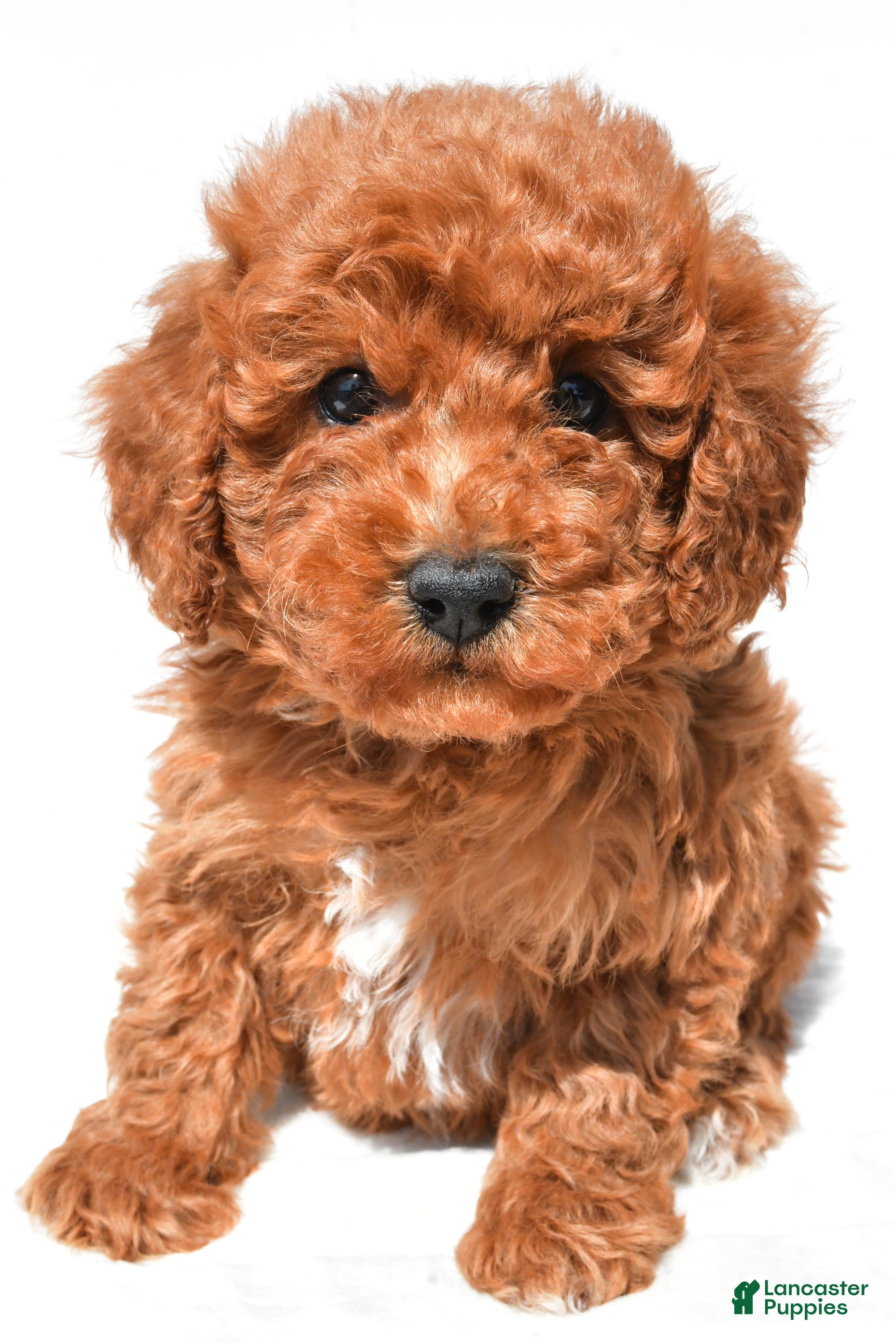 Mini Goldendoodle dogs Tinker - Ad 2