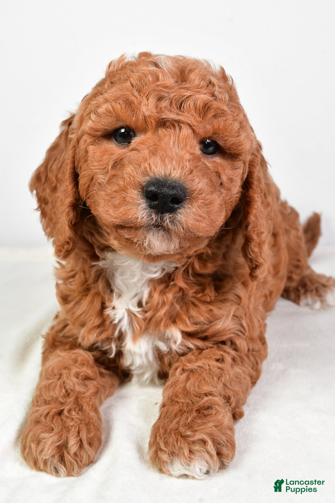 Mini Goldendoodle dogs for sale: Scott - Ad 18
