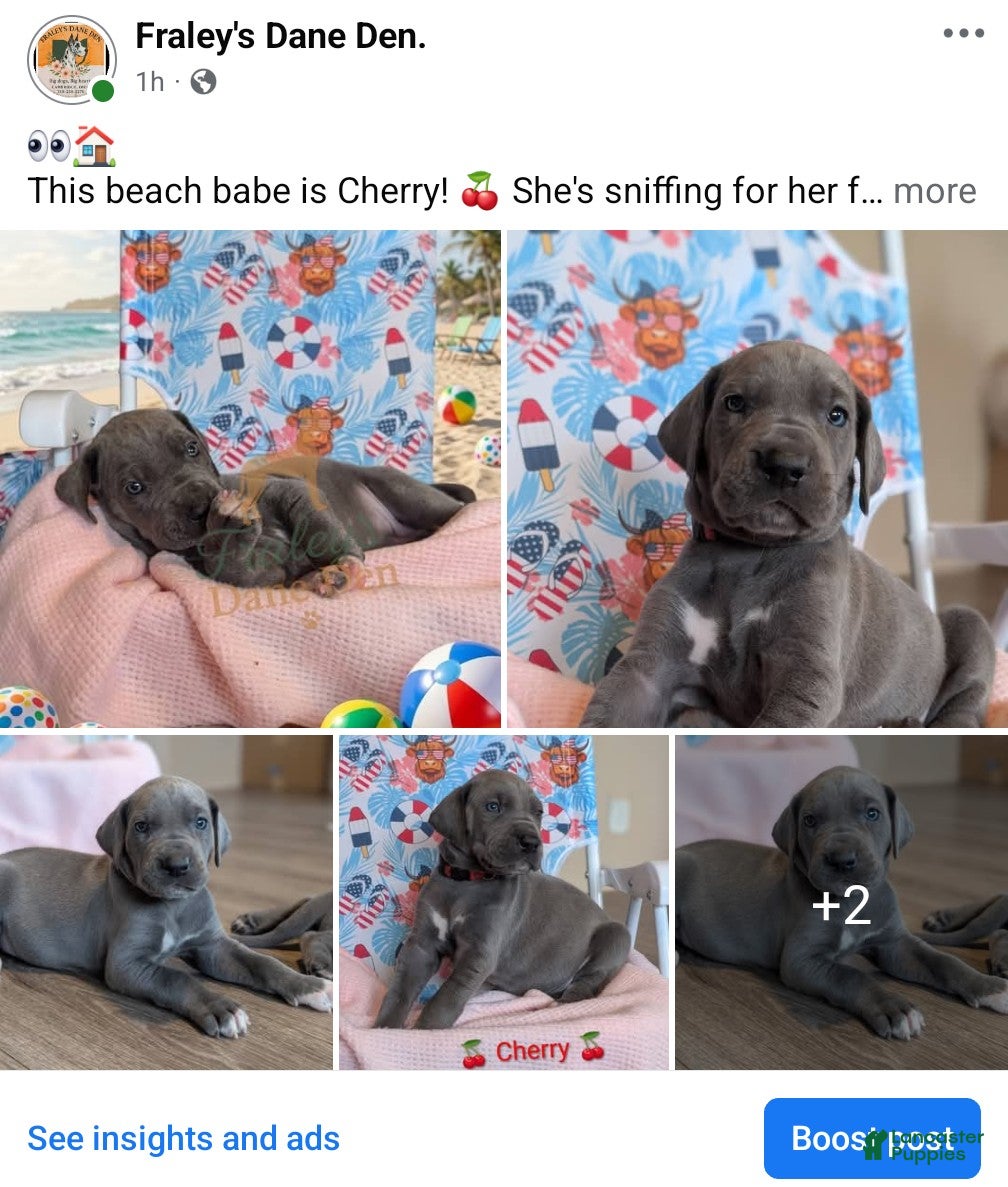 Great Dane dogs Great Dane Puppy 2 - Ad 1