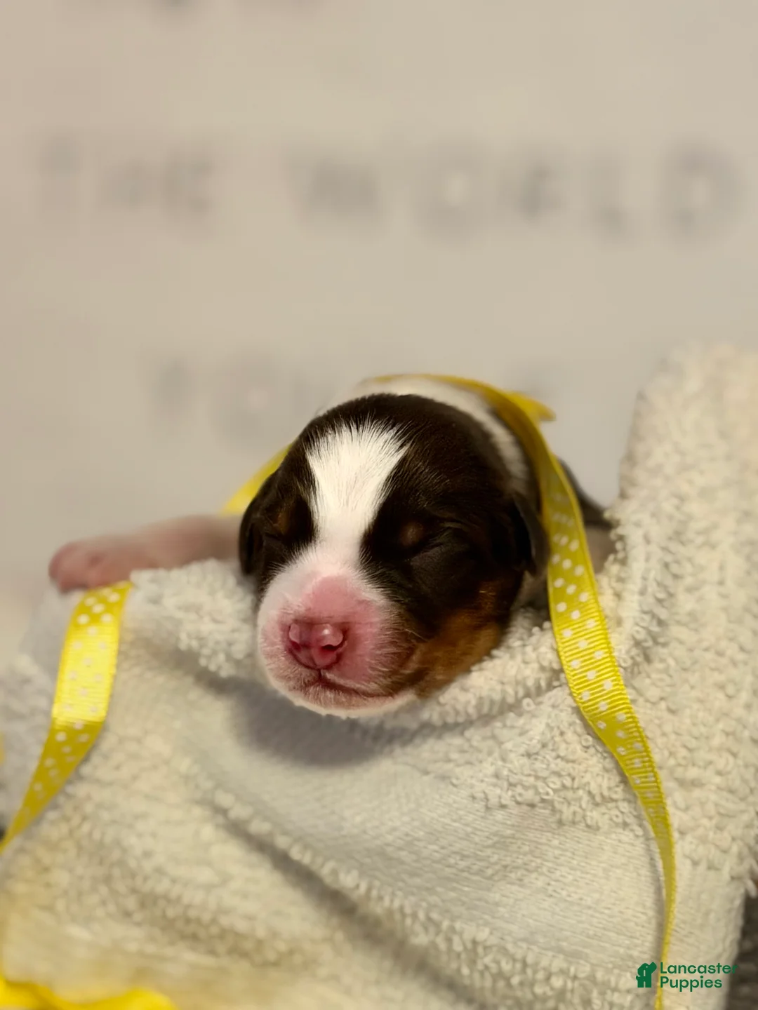 Australian Shepherd dogs for sale: Australian Shepherd Puppy 7 - Ad 2