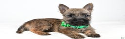 Cairn Terrier dogs for sale: Gabby - Ad 1