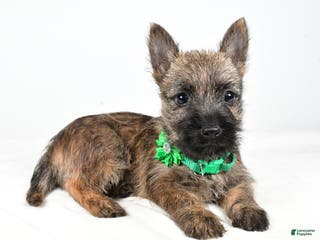 Cairn Terrier dogs Gabby - Ad 1