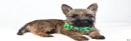 Cairn Terrier dogs for sale: Gabby - Ad 1