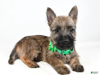 Cairn Terrier dogs Gabby - Ad 2