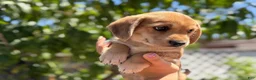 Mixed Breed dogs for sale: Izsak - Ad 4