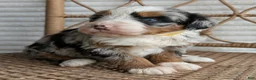 Bernedoodle dogs for sale: Shiloh  - Ad 9