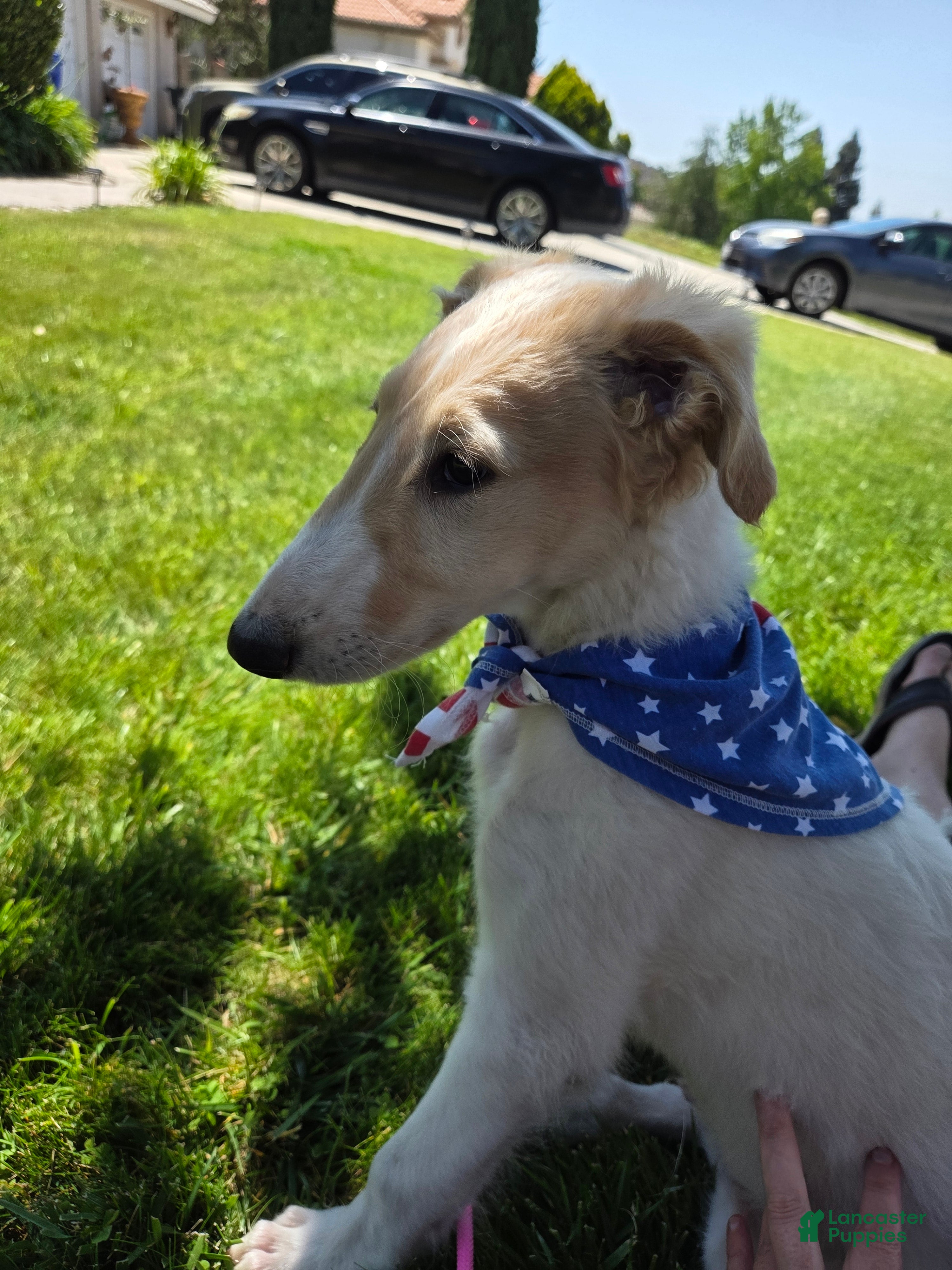 Borzoi dogs Fabien-APRI-Pedigree - Ad 1