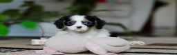 Cavalier King Charles Spaniel dogs for sale: Charles - Ad 5