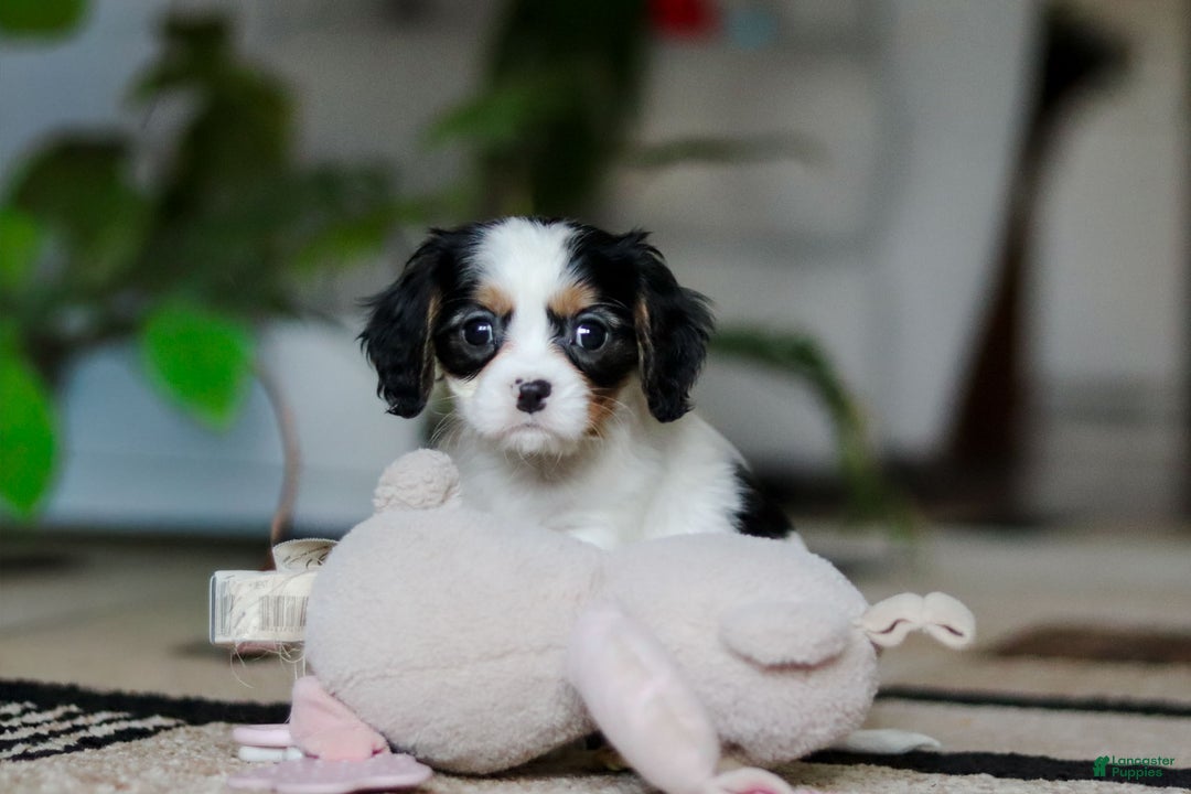 Cavalier King Charles Spaniel dogs for sale: Charles - Ad 5