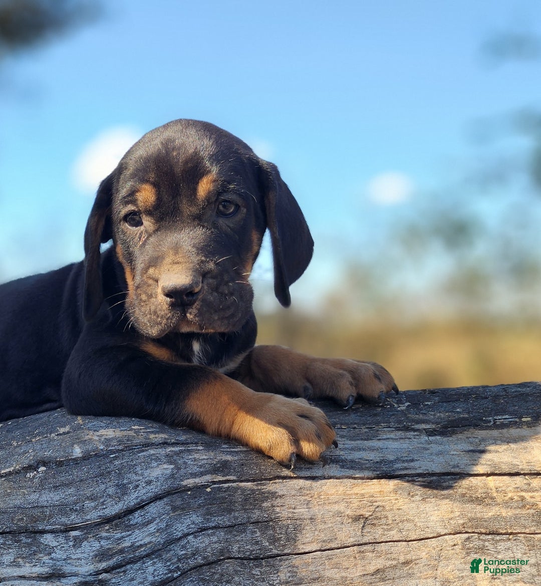 Mixed Breed dogs for sale: Fall 2025 Bloodahoula Male 1 - Ad 8