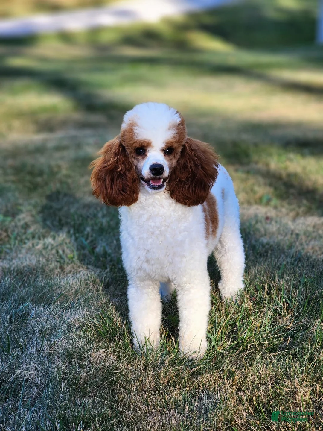 Bernedoodle dogs for sale: Melissa - Ad 13