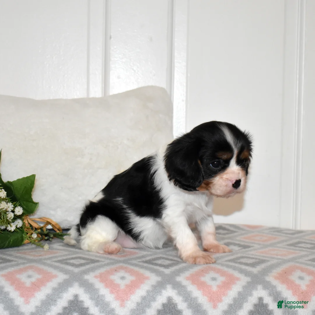 Cavalier King Charles Spaniel dogs for sale: Cookie  - Ad 8