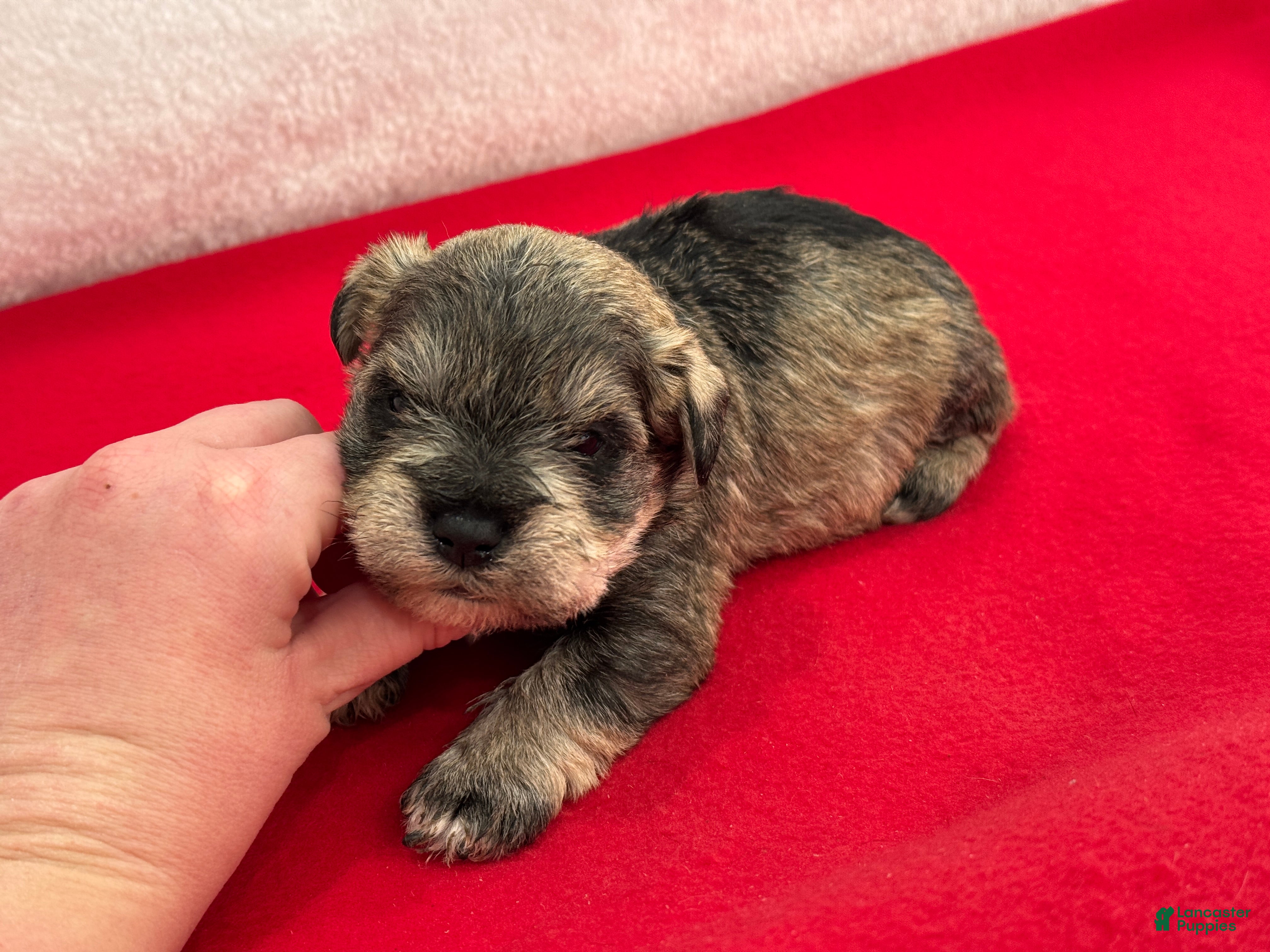 Miniature Schnauzer dogs Gypsy Male 3 - Ad 1