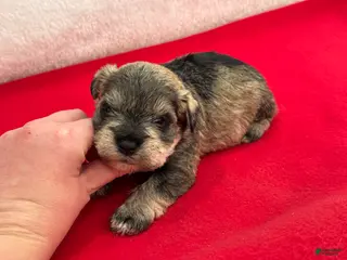Miniature Schnauzer dogs Gypsy Male 3 - Ad 1