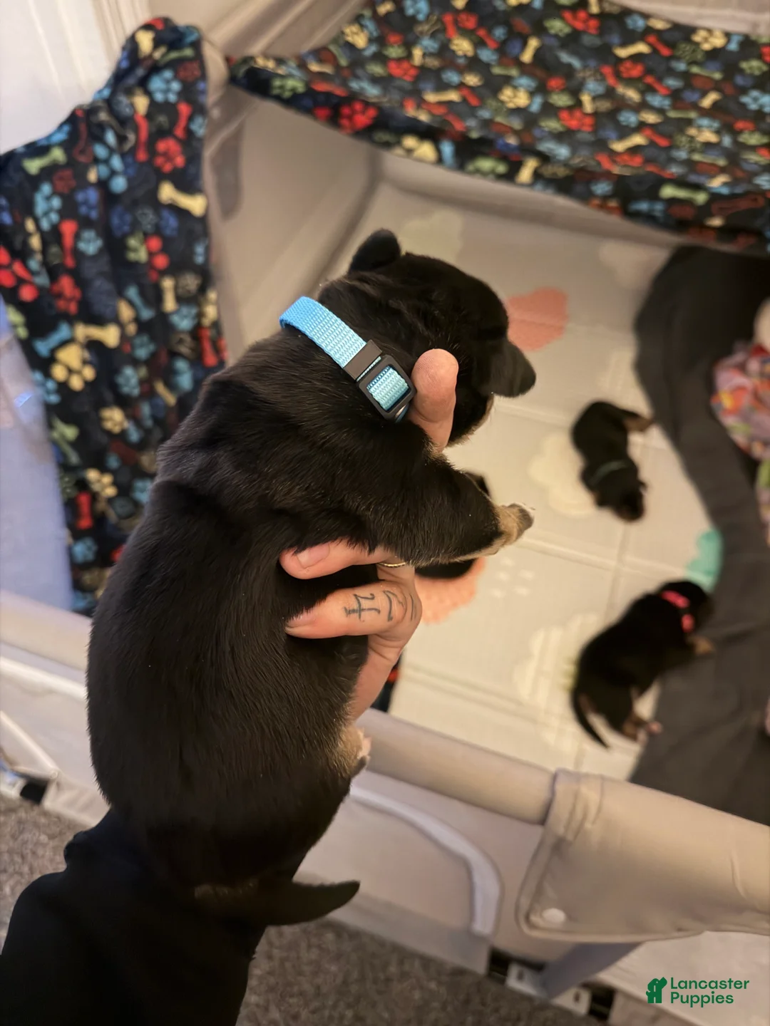 Mixed Breed dogs for sale: Calliope  - Ad 5