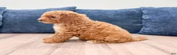 Miniature Labradoodle dogs for sale: Madison - Ad 4
