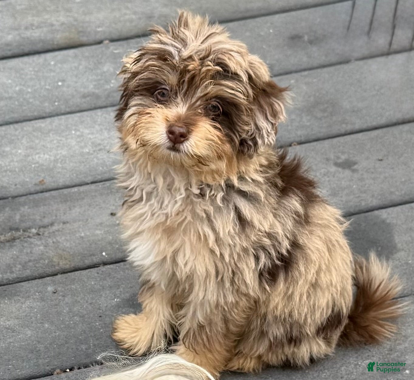 Maltipoo dogs VERY RARE chocolate MERLE Phantom Maltipoo Half Korean Puppy 2 - Ad 1