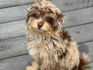 Maltipoo dogs for sale: VERY RARE chocolate MERLE Phantom Maltipoo Half Korean Puppy 2 - Ad 1