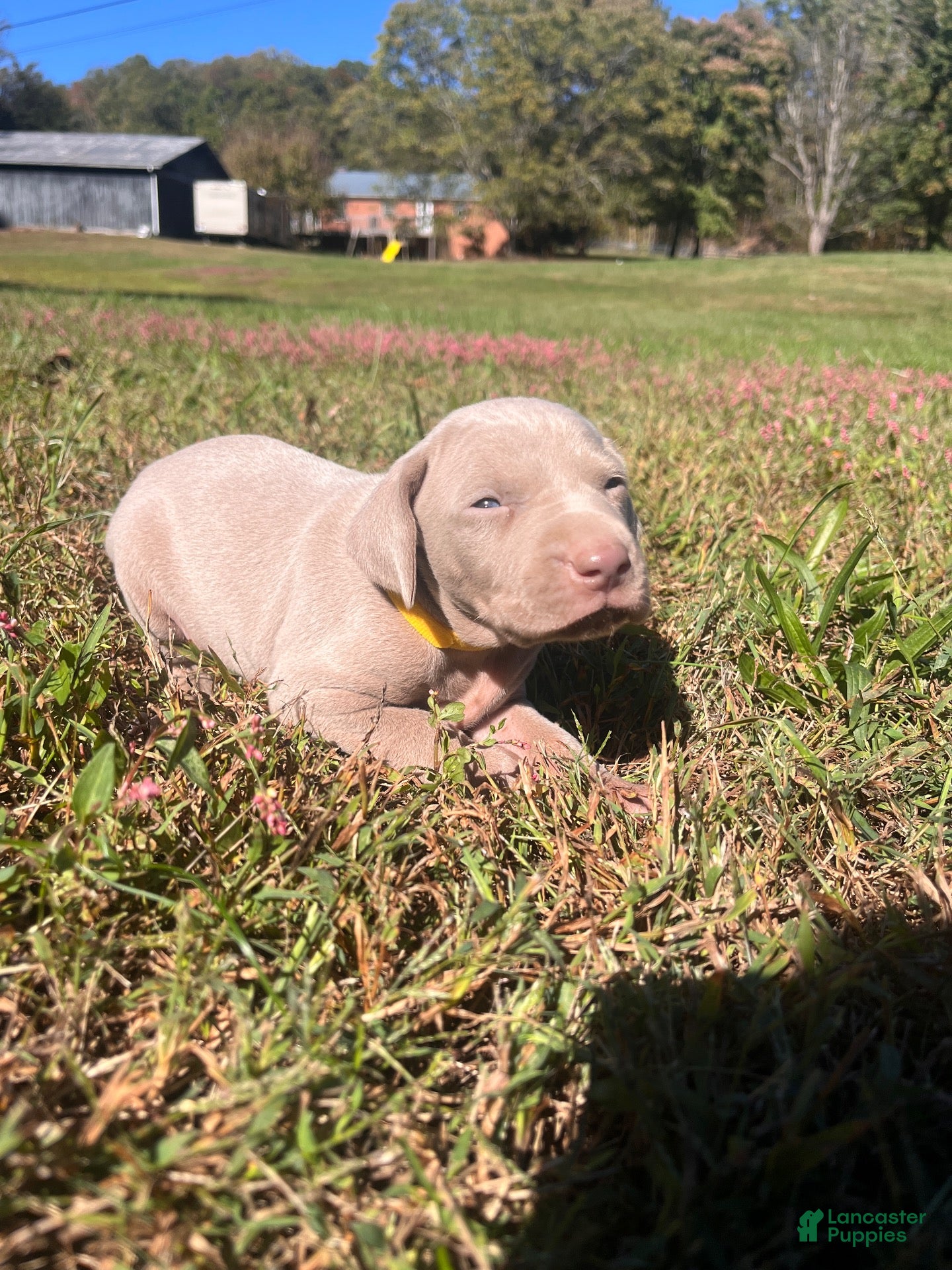 Weimaraner dogs Weimaraner 8 - Ad 14