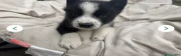 Siberian Husky dogs for sale: Skye - Ad 13