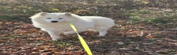 Samoyed dogs for sale: Samoyed Puppy 1 - Ad 9