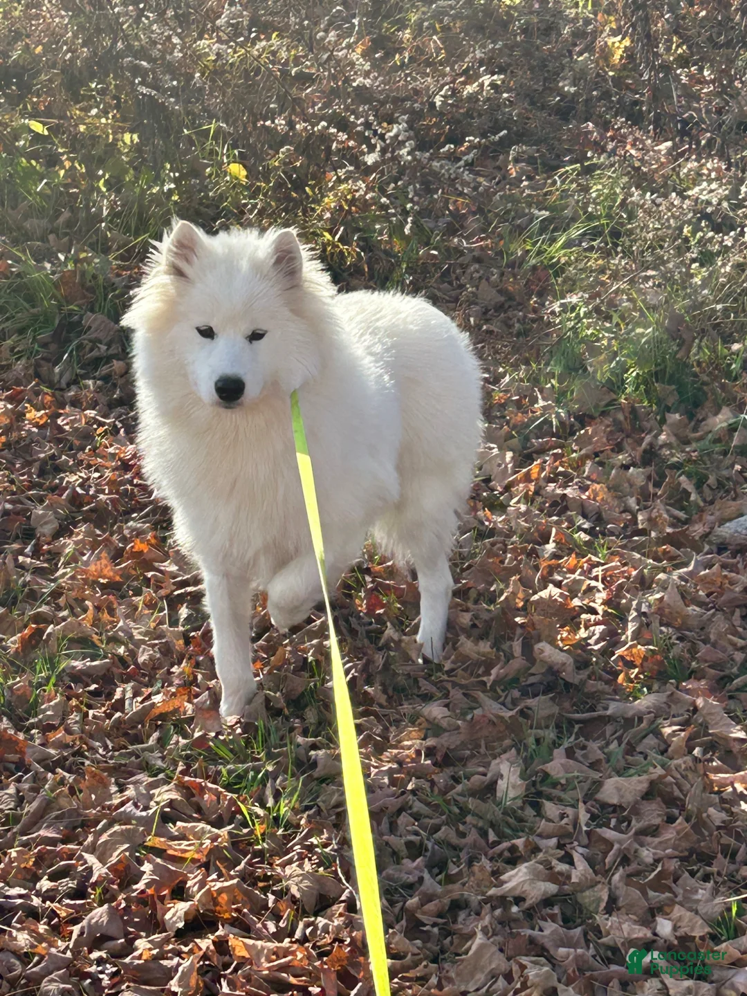 Samoyed dogs for sale: Samoyed Puppy 1 - Ad 9