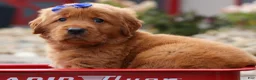 Golden Retriever dogs for sale: Quincy💙 - Ad 6