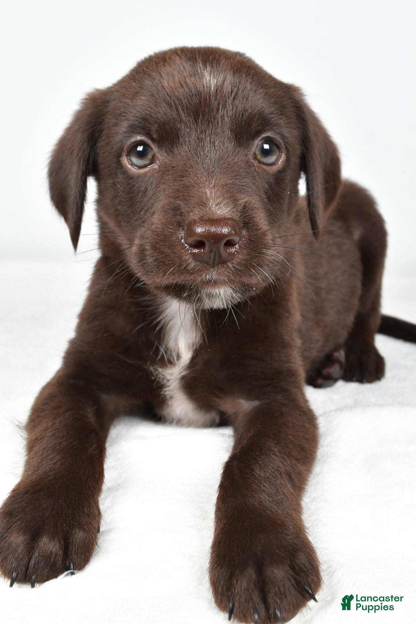 Mixed Breed dogs Ricky - Ad 1