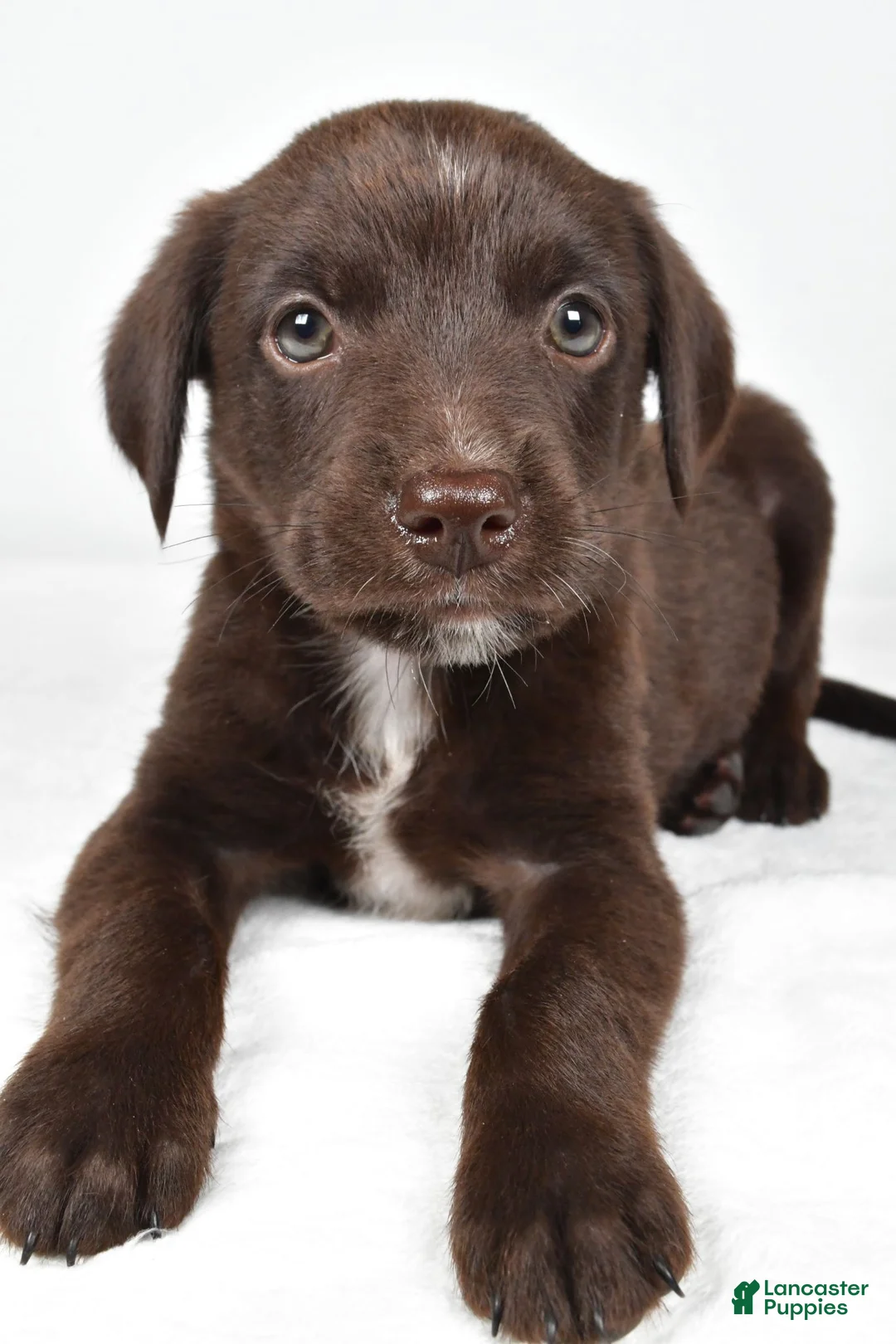 Mixed Breed dogs for sale: Ricky - Ad 1