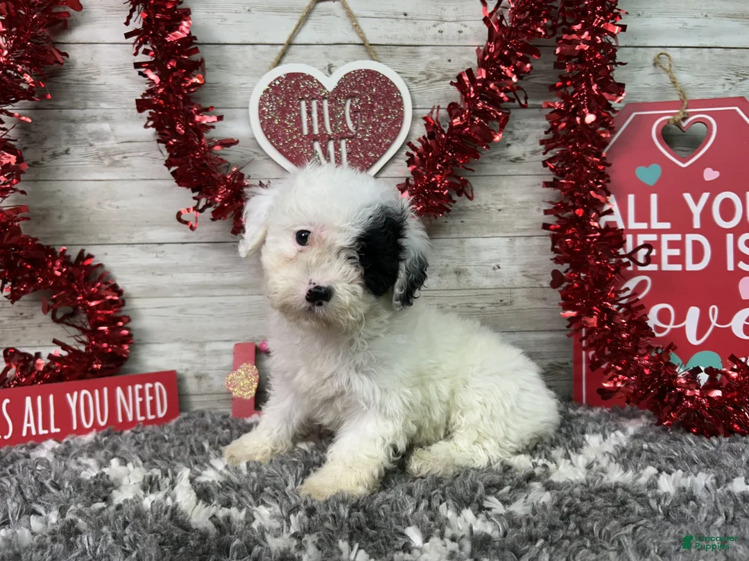 Miniature Poodle dogs for sale: Layna - Ad 3