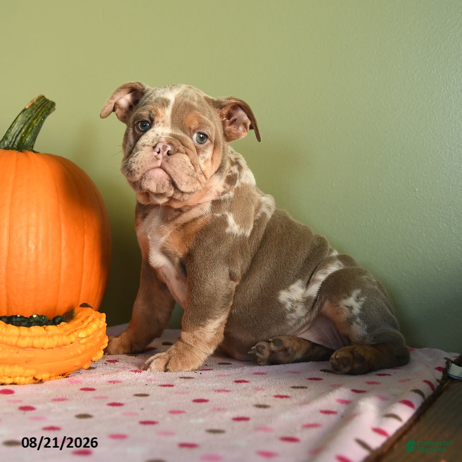 English Bulldog dogs Margret - Ad 1