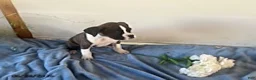 Boxer dogs for sale: Rambo - Ad 3