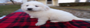 Great Pyrenees Puppy 1 Charles