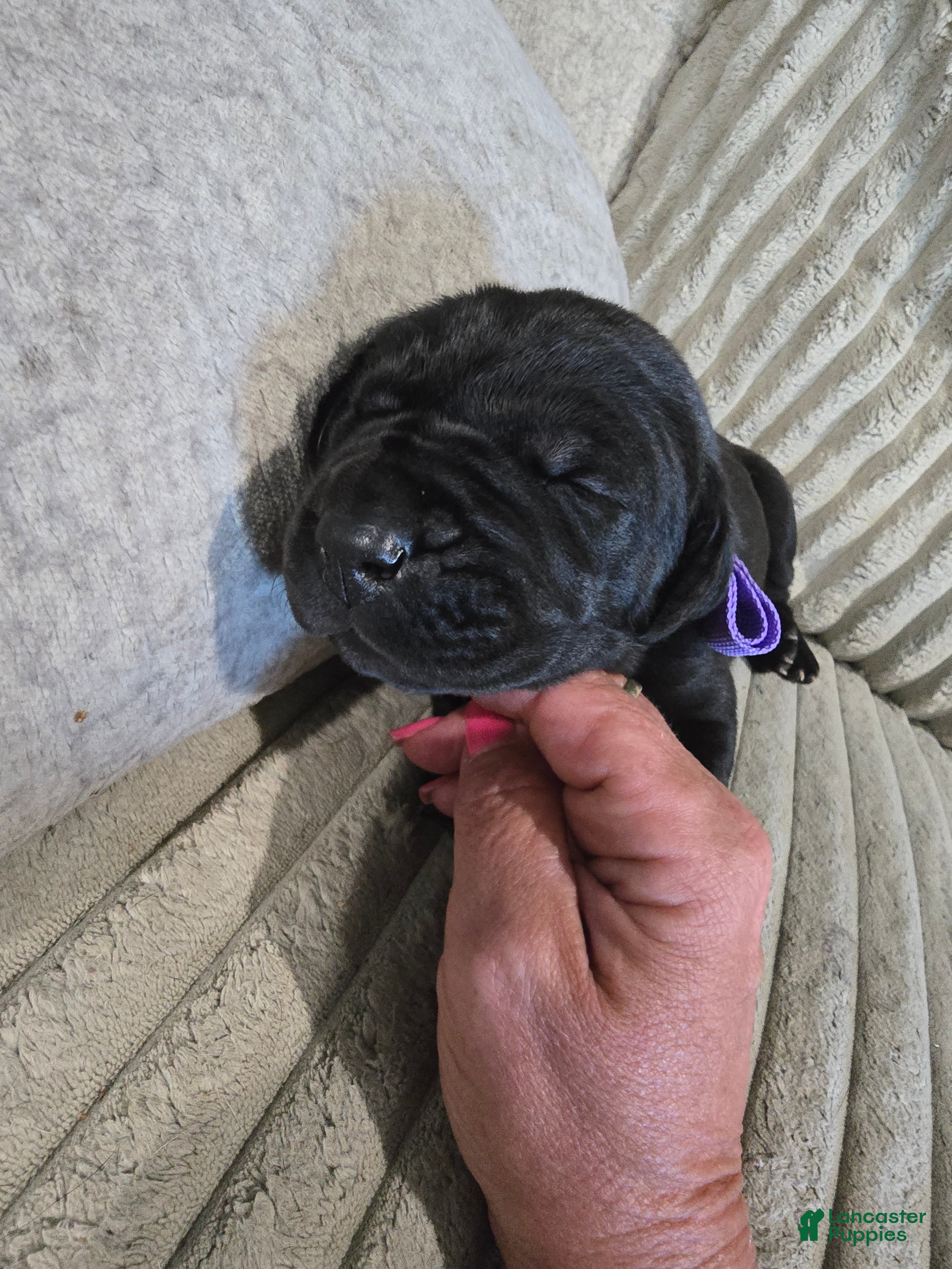 Mixed Breed dogs Purple - Ad 2