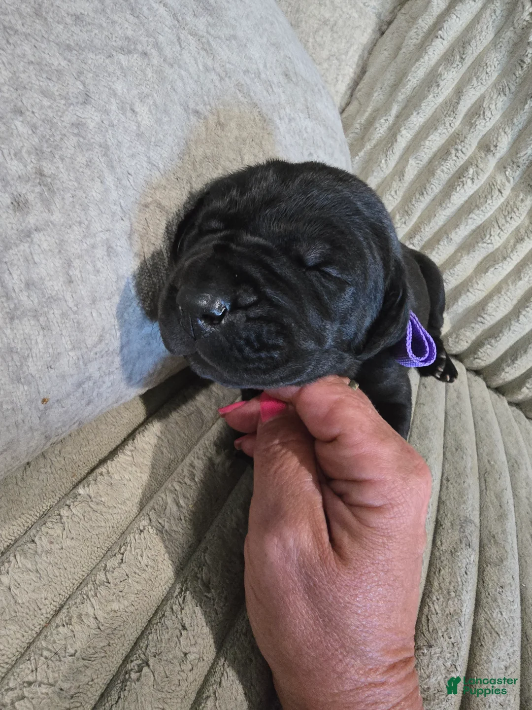 Mixed Breed dogs for sale: Purple - Ad 2