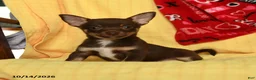 Chihuahua dogs for sale: Max - Ad 2