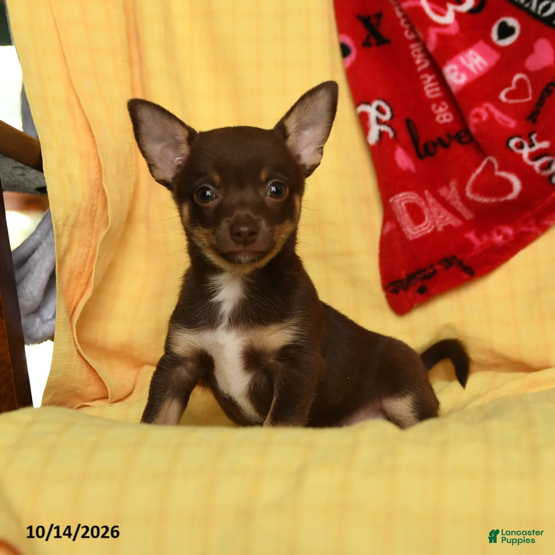 Chihuahua dogs for sale: Max - Ad 2
