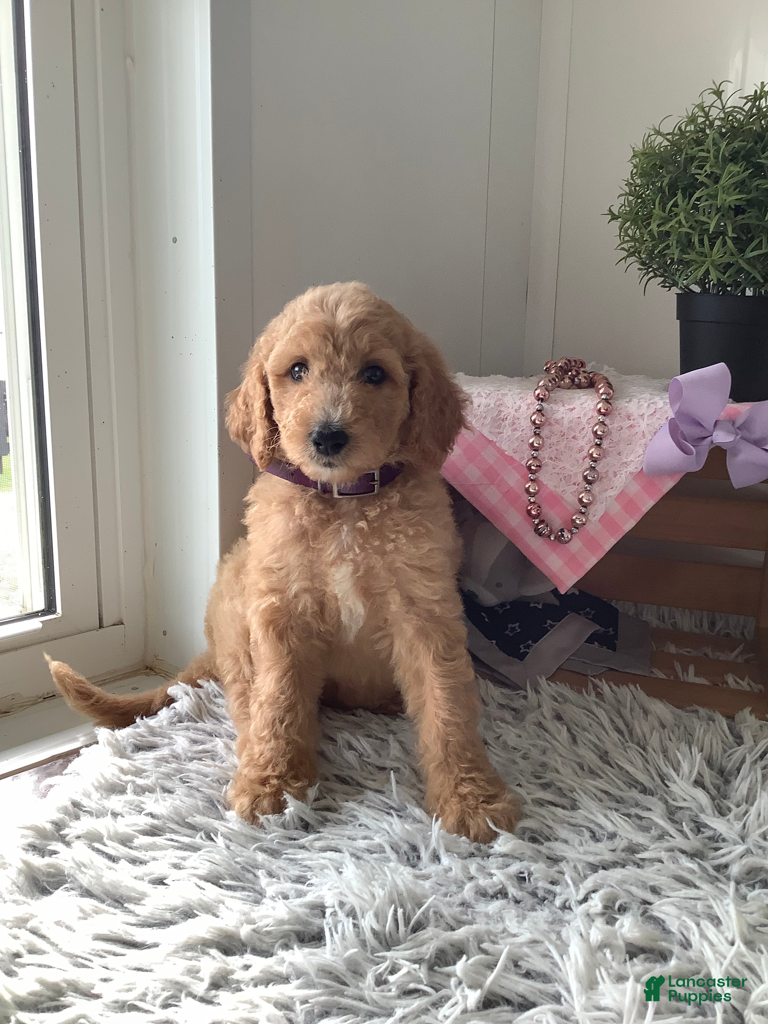 Goldendoodle dogs Lady-F1bb-Goldendoodle 3 - Ad 2