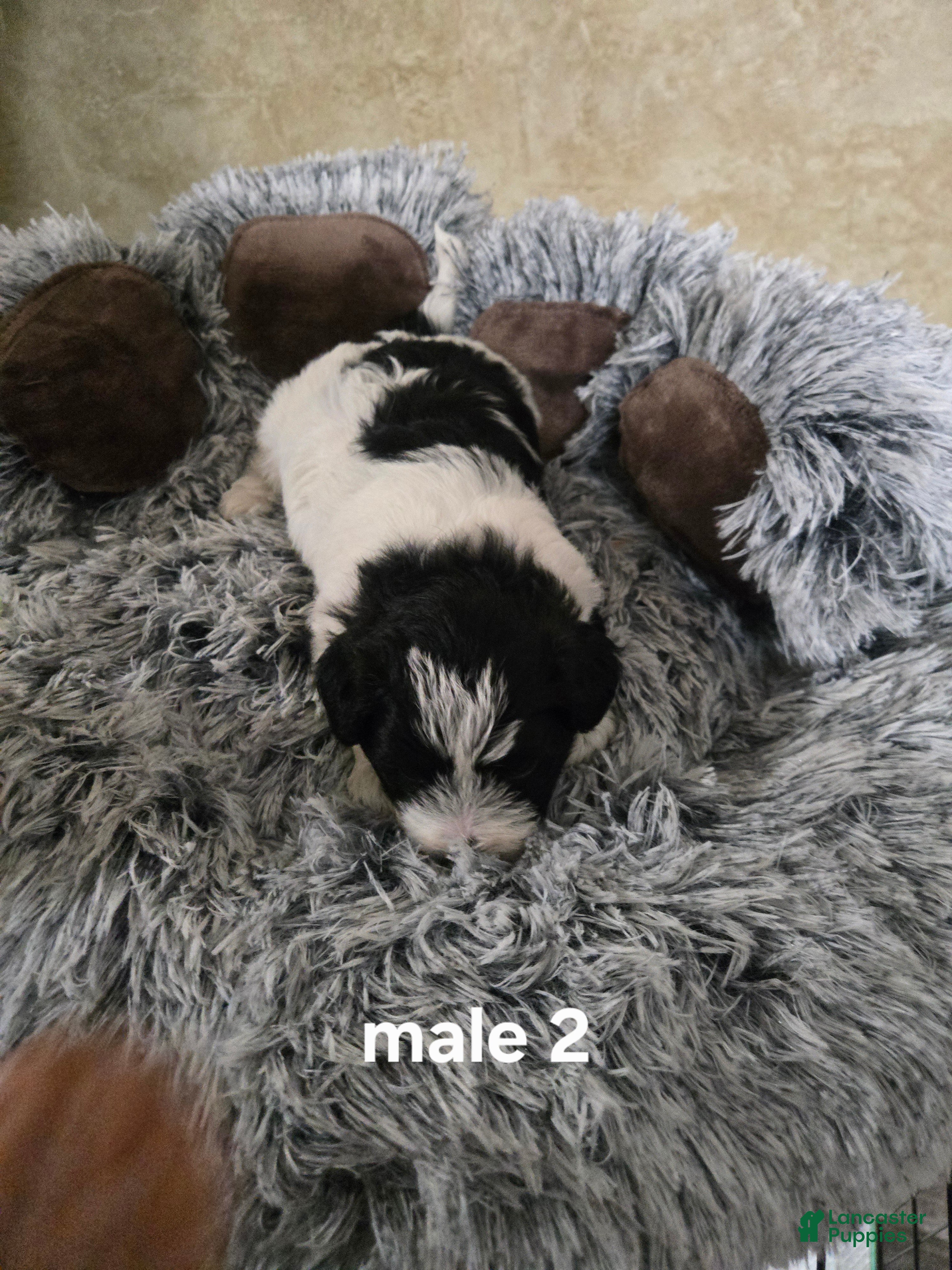 Mixed Breed dogs Male 2 - Ad 2