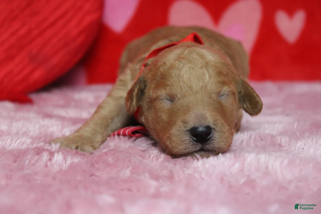 Goldendoodle dogs for sale: Dew - Ad 6