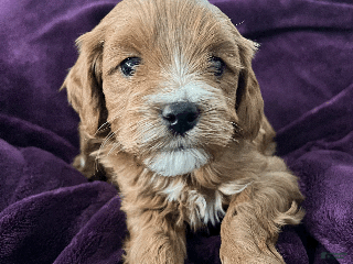 Mini Goldendoodle dogs - Ad 1