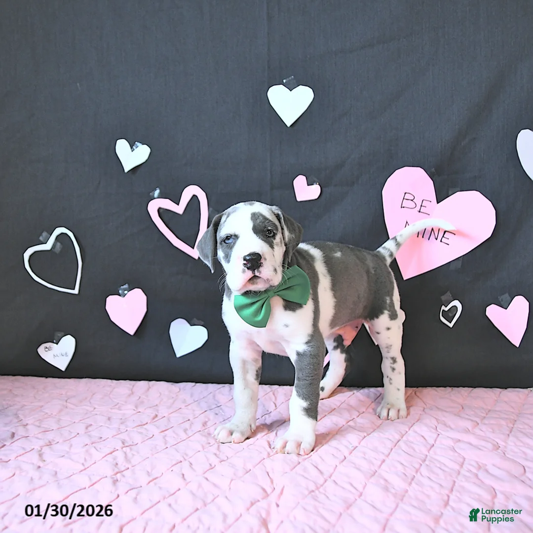 Great Dane dogs for sale: Cooper - Ad 4