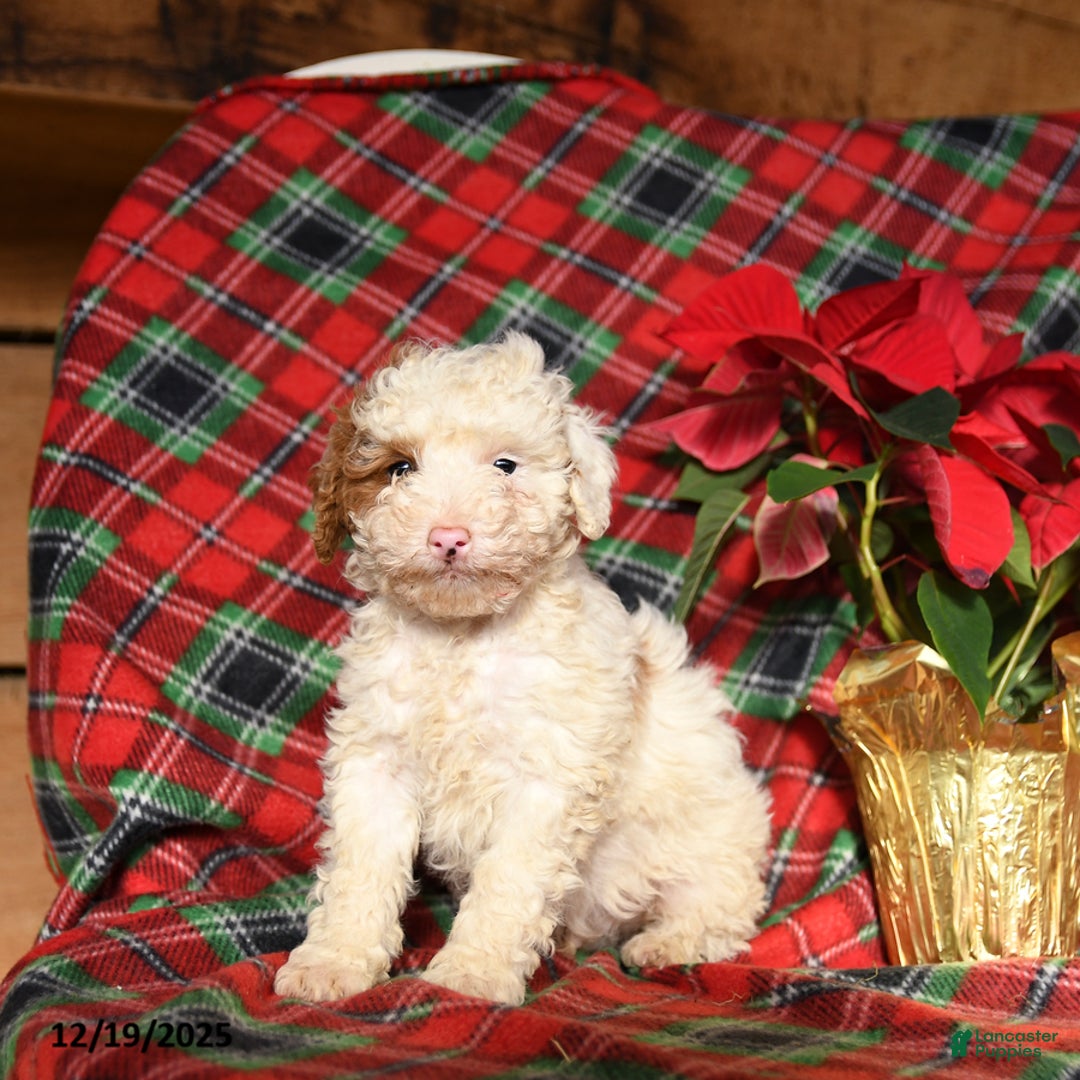 Mini Bernedoodle dogs for sale: Lester - Ad 1