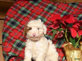 Mini Bernedoodle dogs Lester - Ad 33