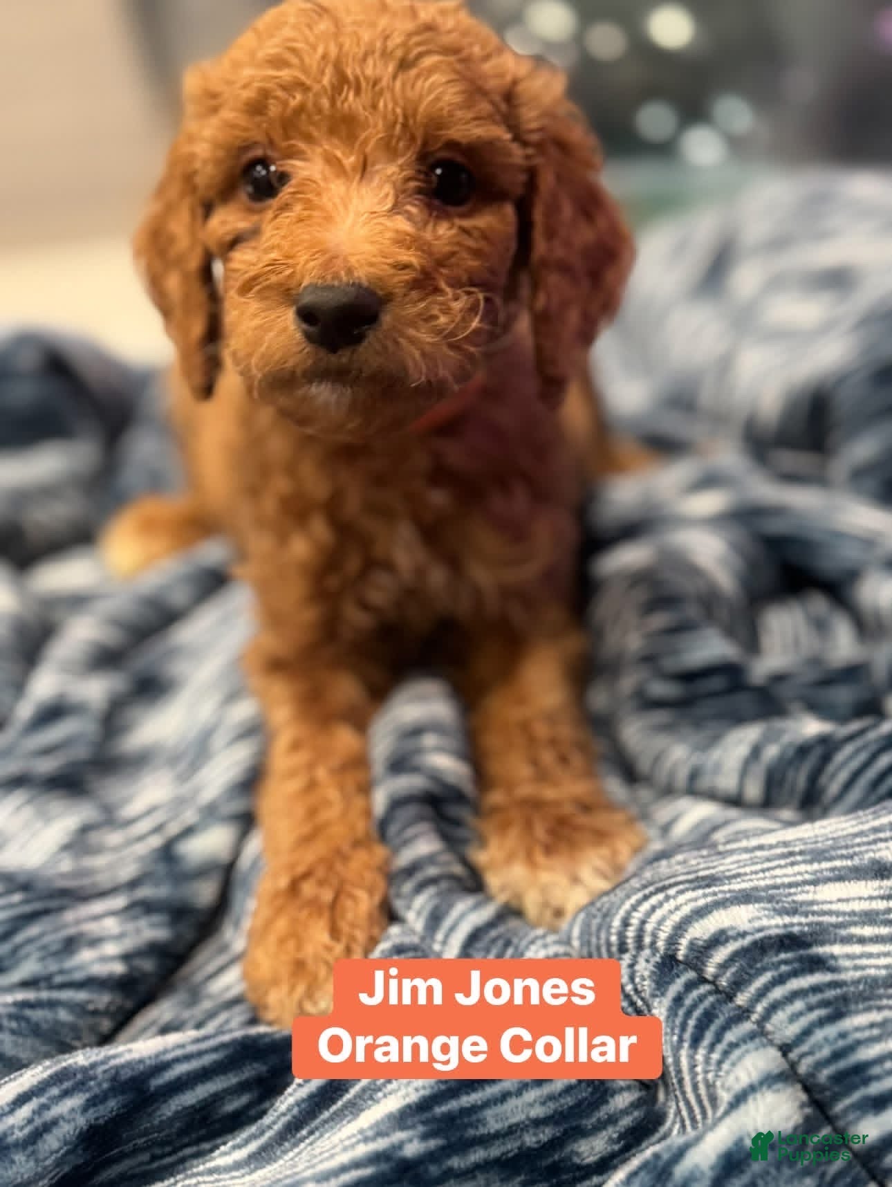Standard Poodle dogs Jim Jones Orange color - Ad 1