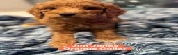 Standard Poodle dogs for sale: Jim Jones Orange color - Ad 1