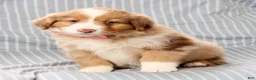 Australian Shepherd dogs for sale: Quinn - Ad 8